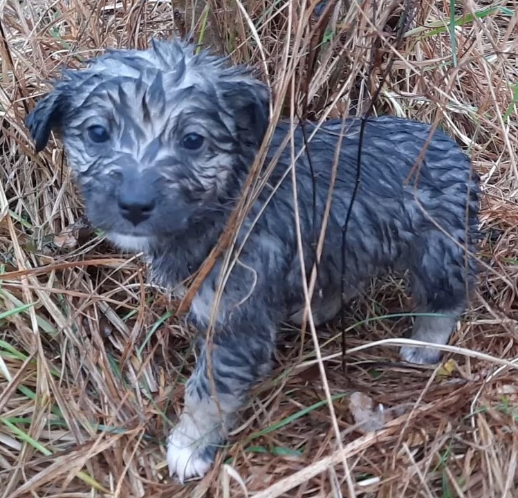 black puppy in the grass