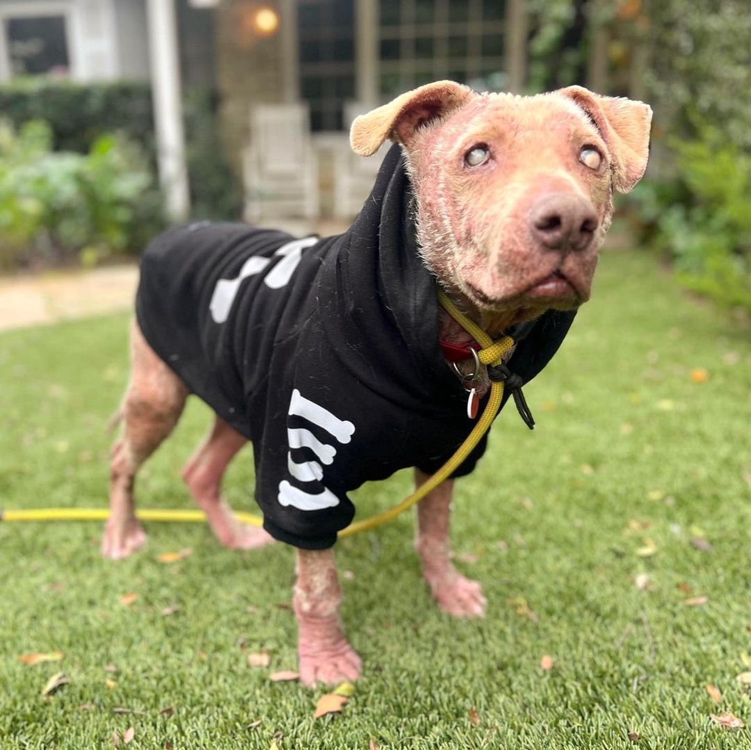 blind dog in hoodie