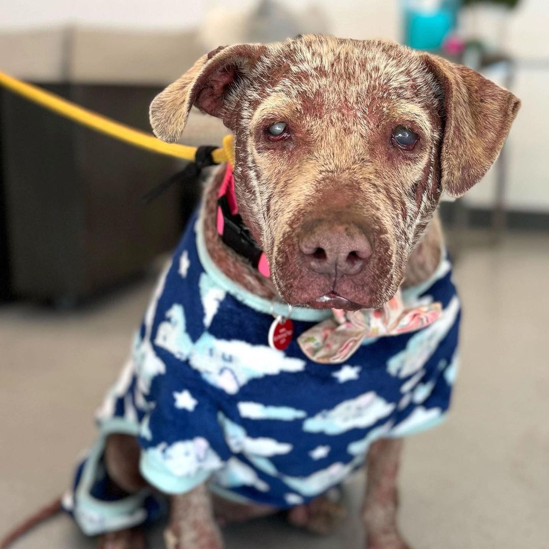 blind dog on a leash