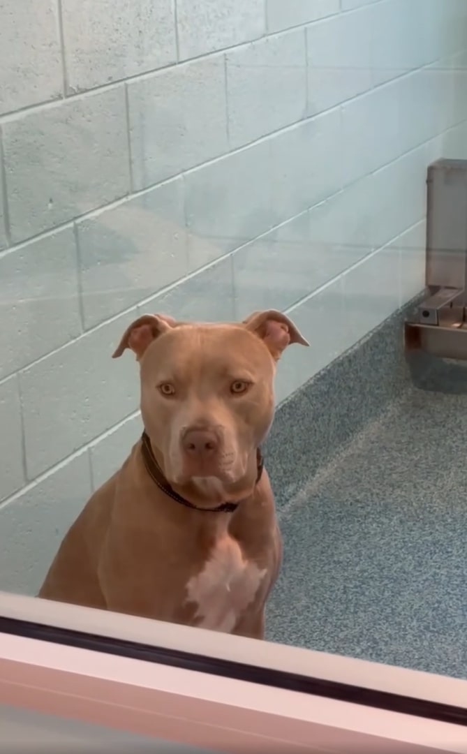 brown dog in shelter