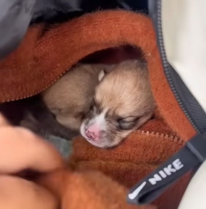 brown puppy sleeping