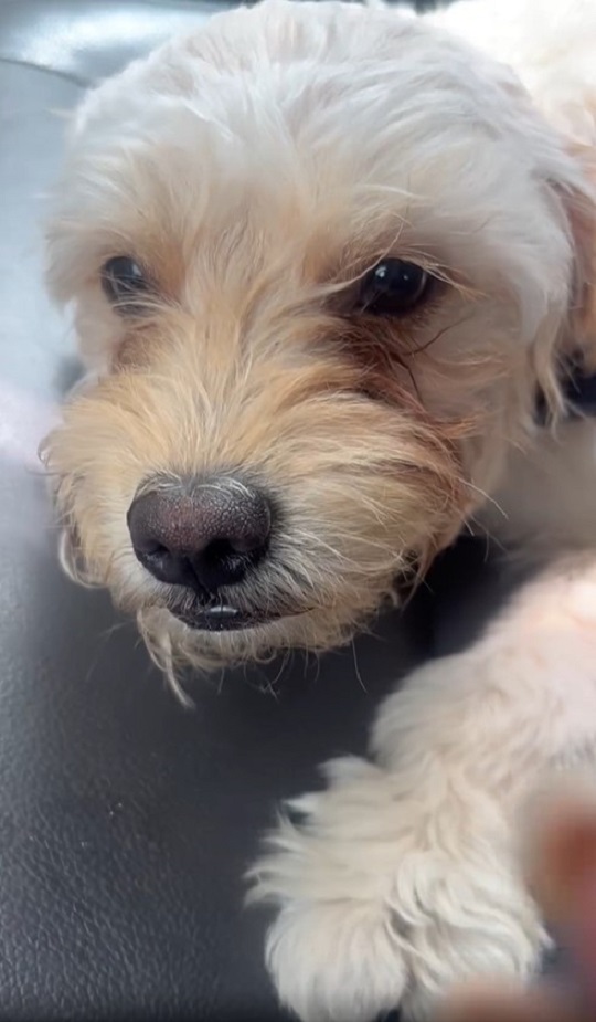 close-up photo of abandoned dog