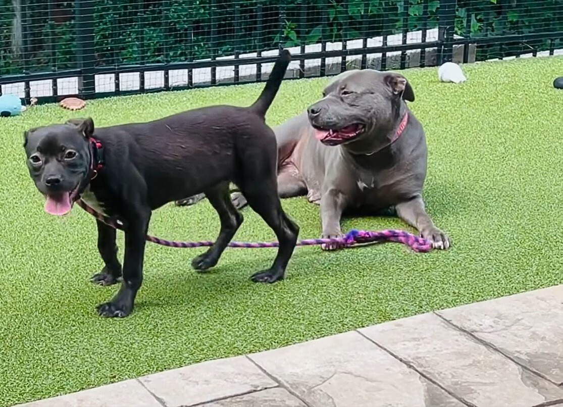 cute black dogs