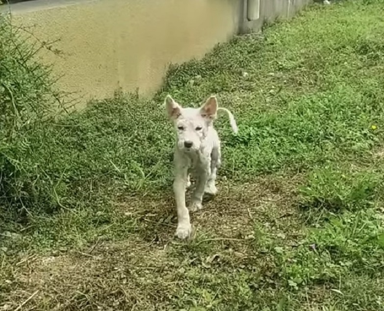 cute dog walking around