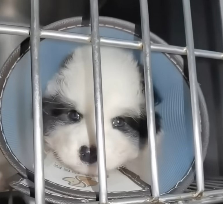 cute dog with a collar in a cage