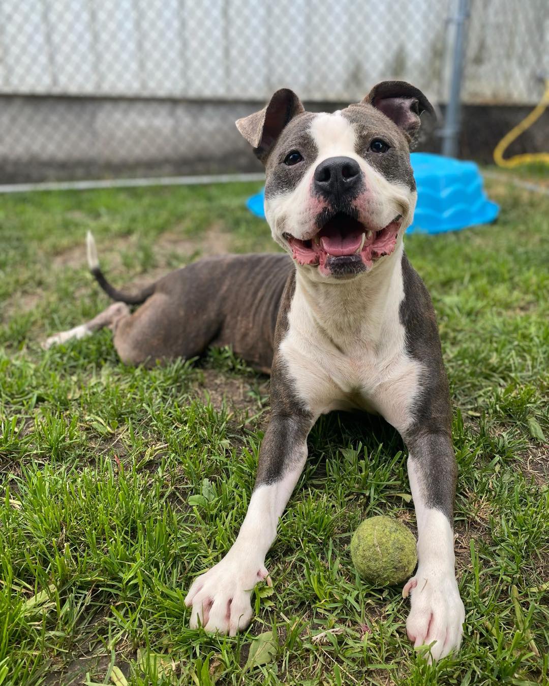 cute dog with tennis ball