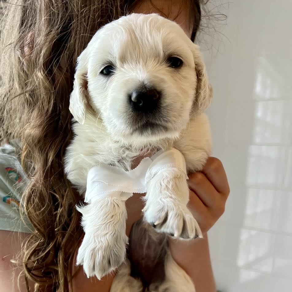 cute puppy with a hurt paw