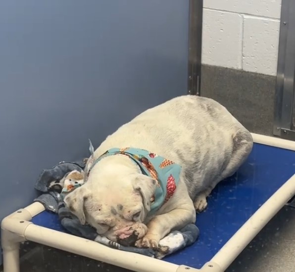 deaf shelter dog lying