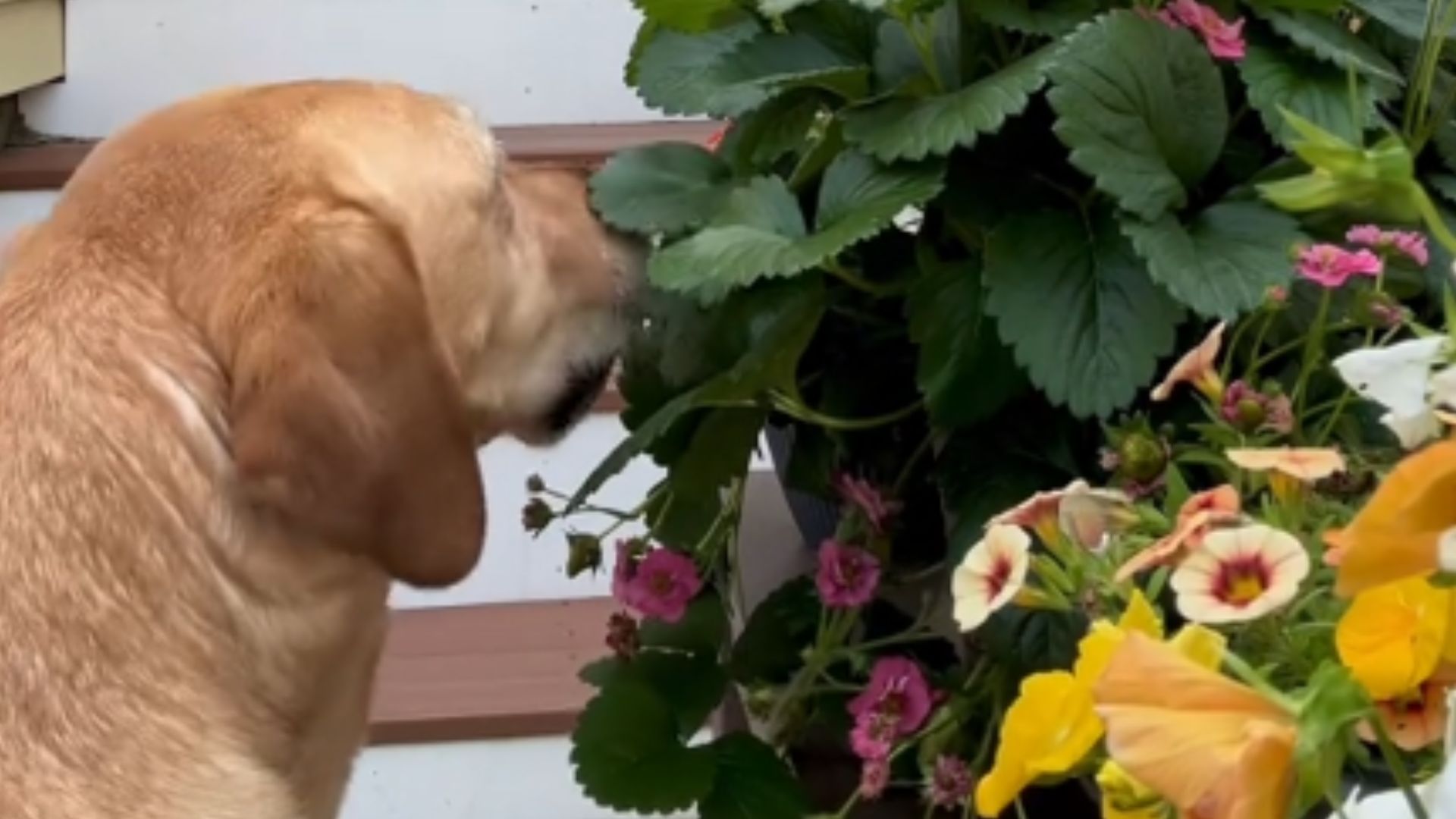 dog and bush