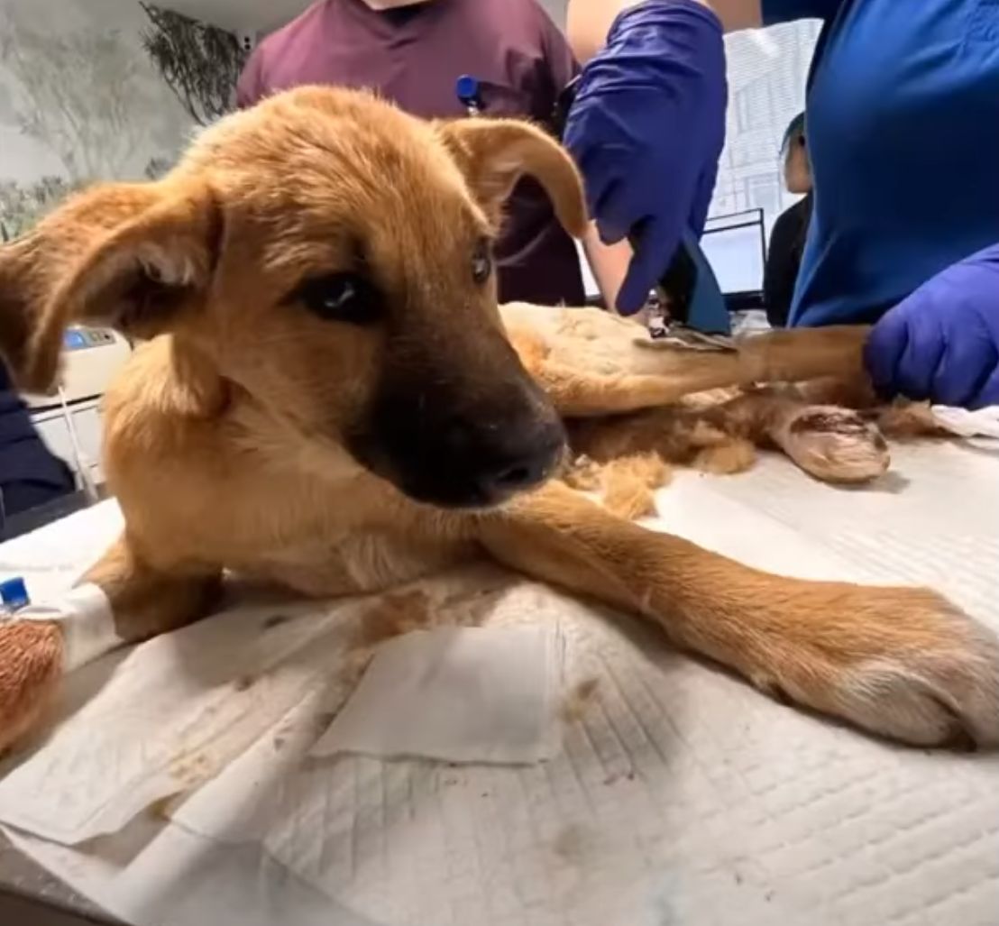 dog at veterinarians