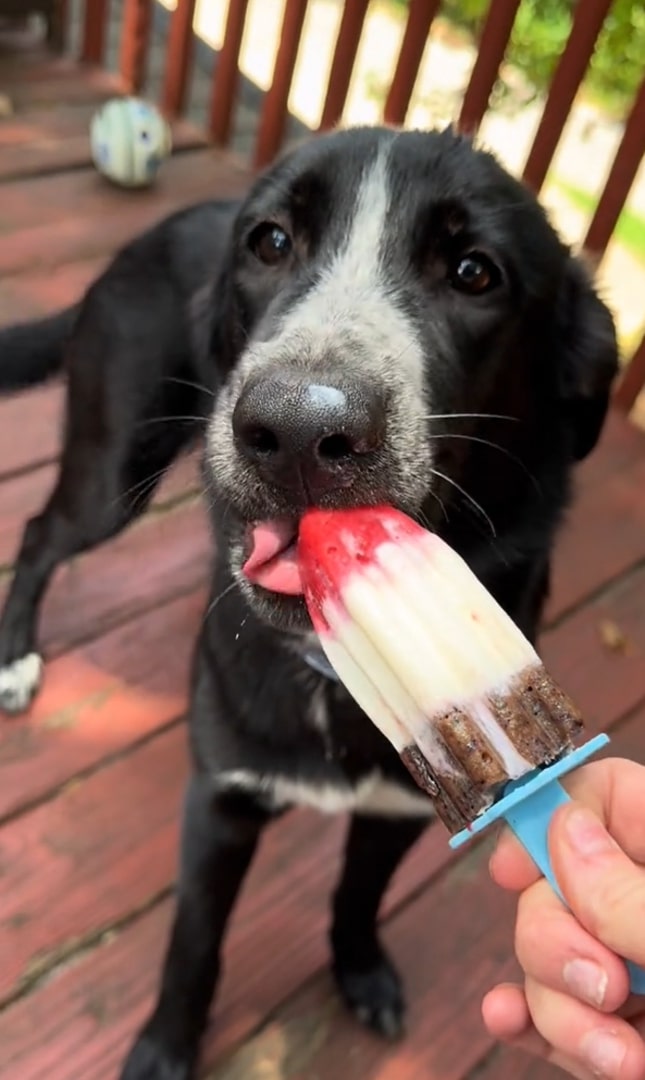 dog eating ice cream