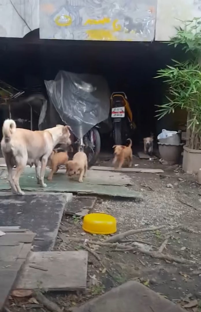 dog feeding puppies