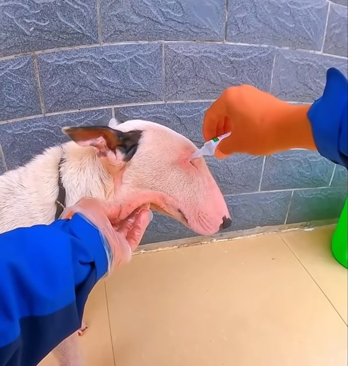 dog getting injection