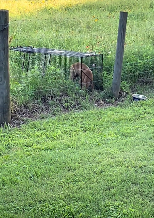 dog in cage