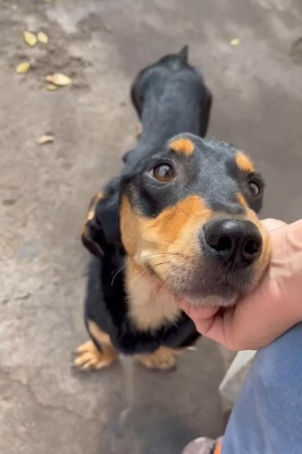 dog in human hand holding head