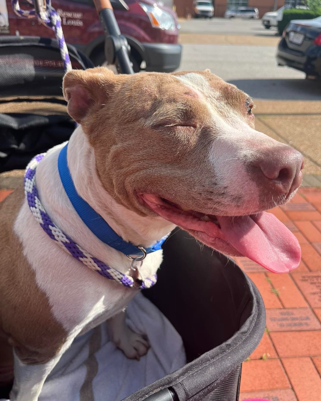 dog in standing in the wheelchair