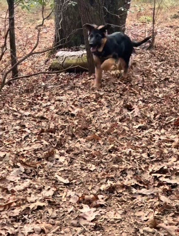 dog in the woods