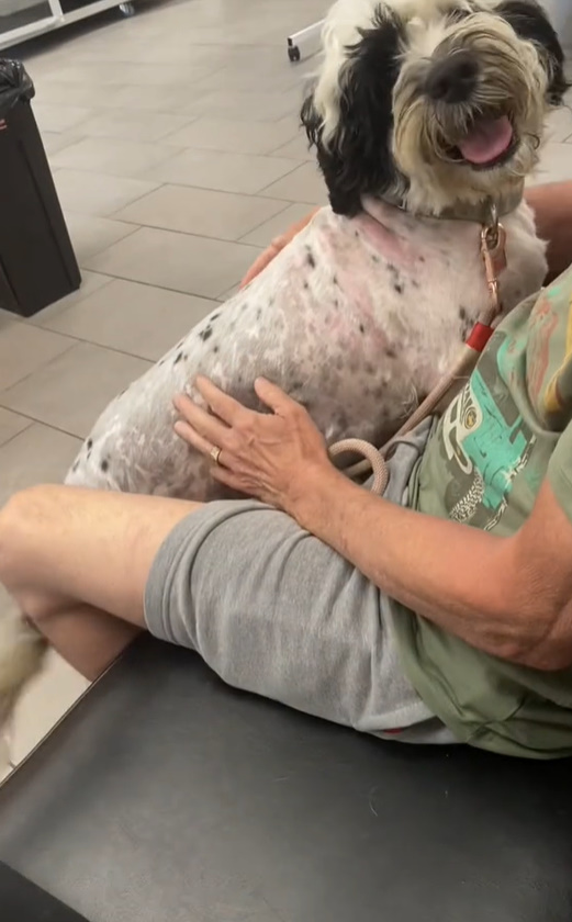 dog in woman's lap