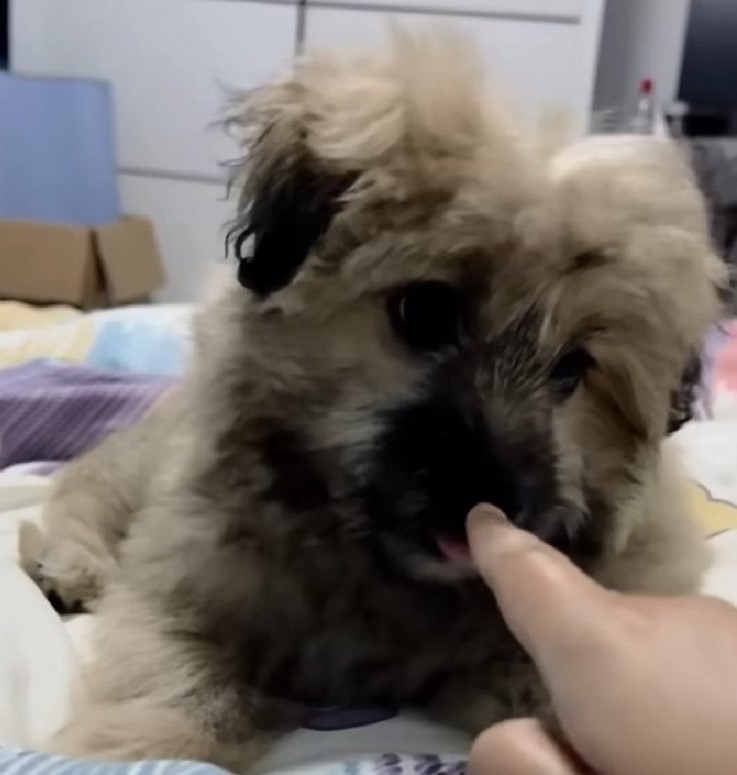 dog licking finger