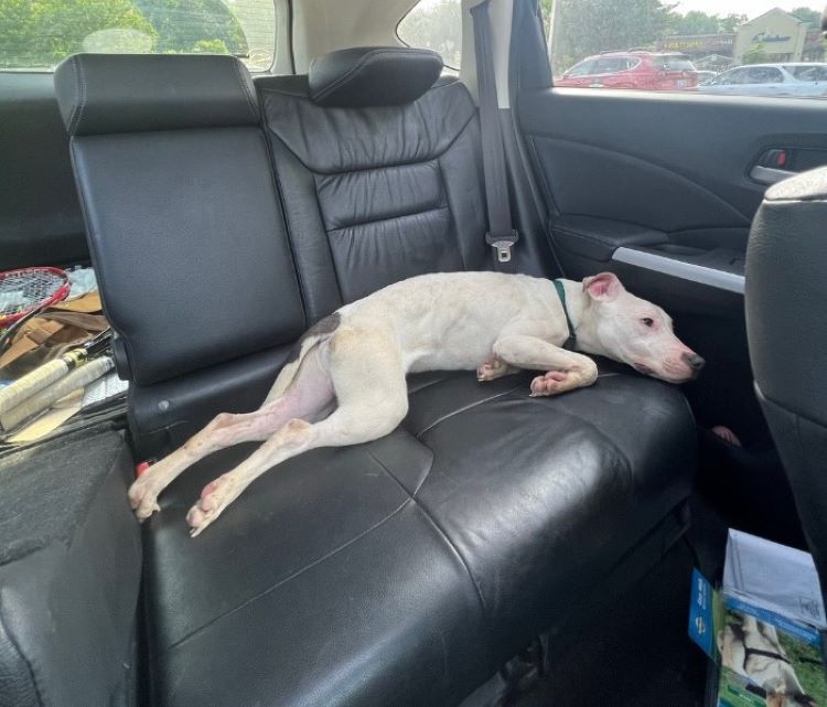 dog lying in a car