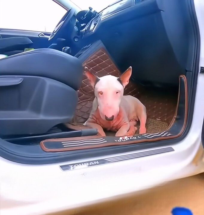 dog lying in car