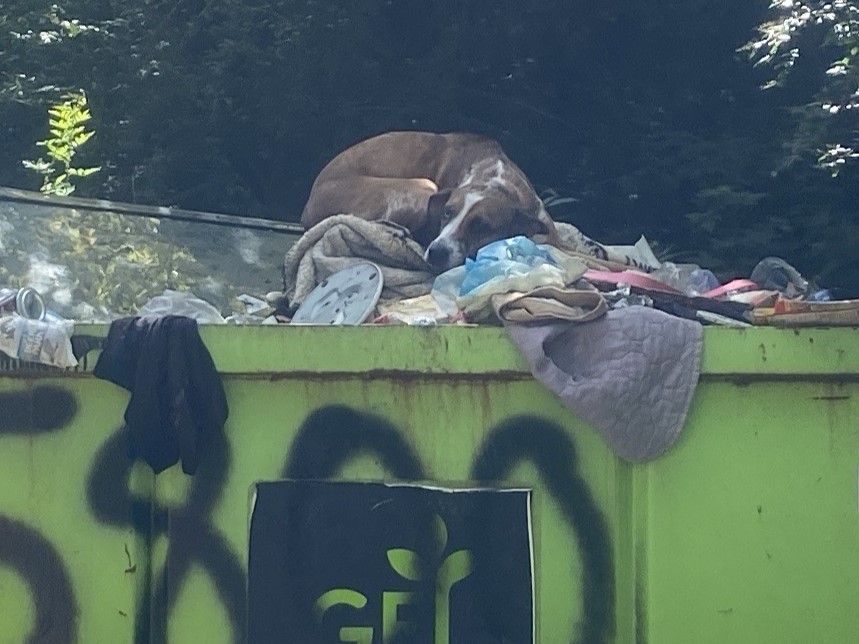 dog lying in dumpster