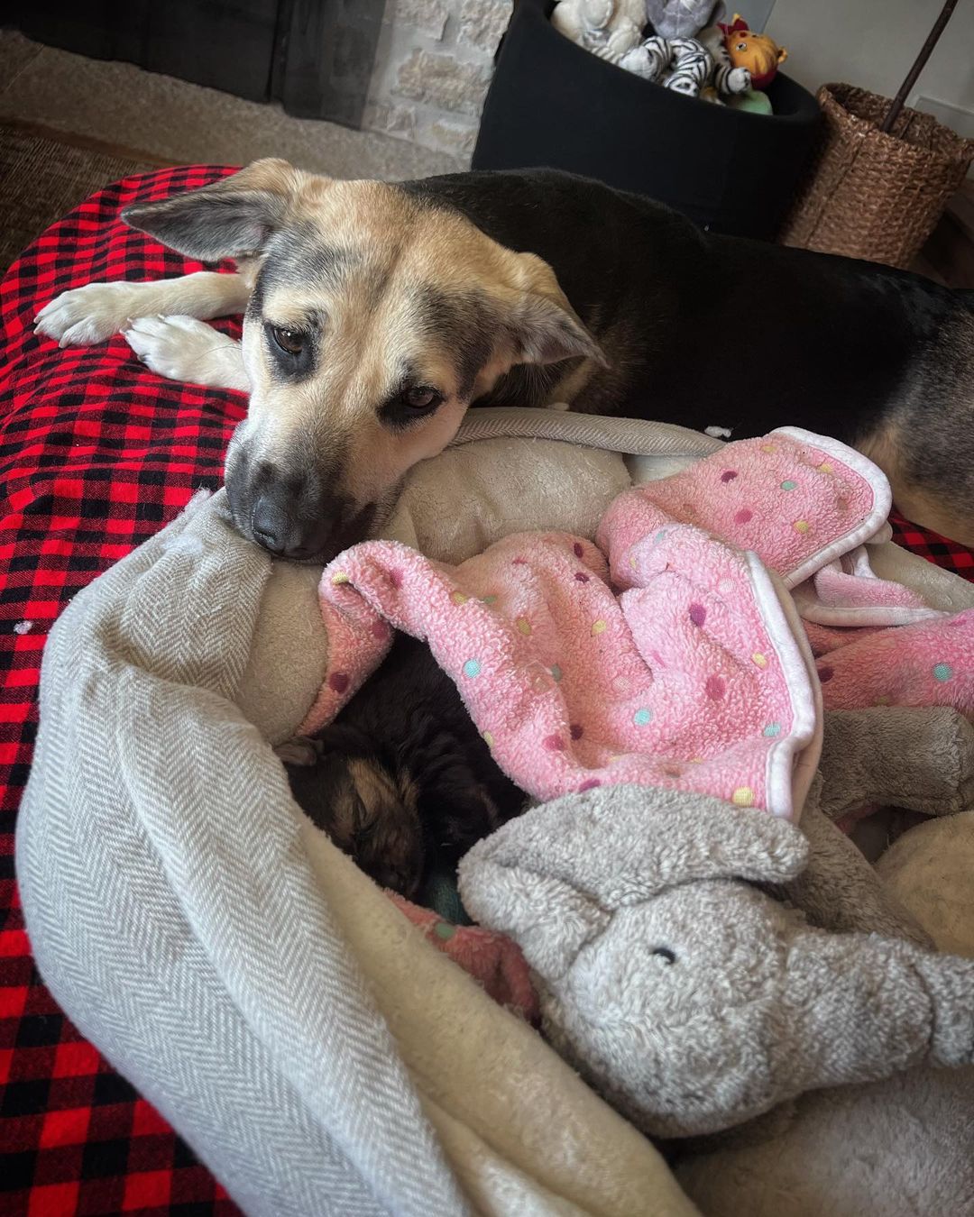 dog lying next to a sick puppy