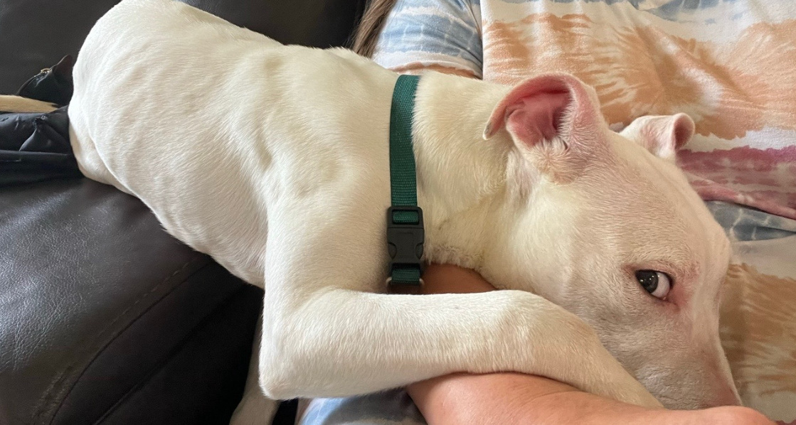 dog lying next to a woman