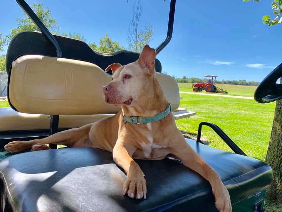 dog lying on golf cart