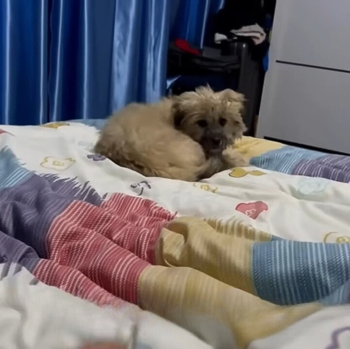 dog lying on the bed