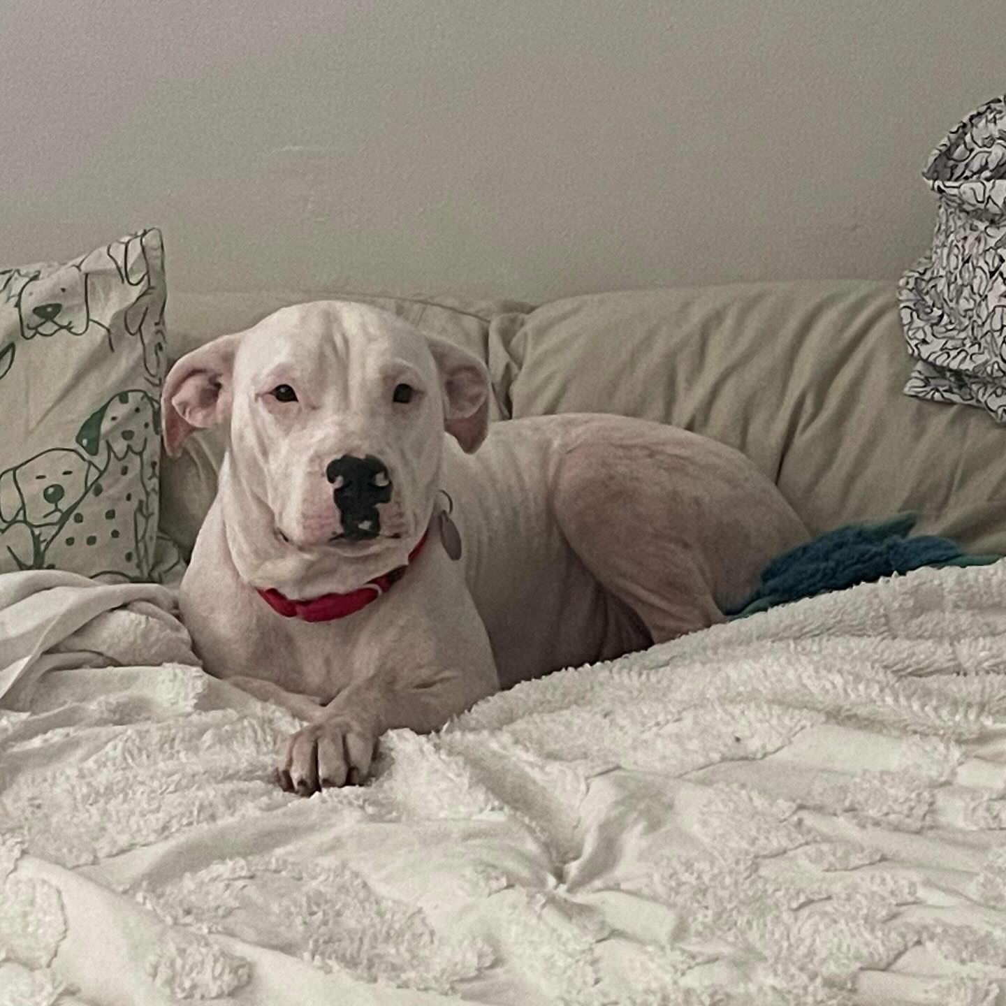 dog lying on the couch