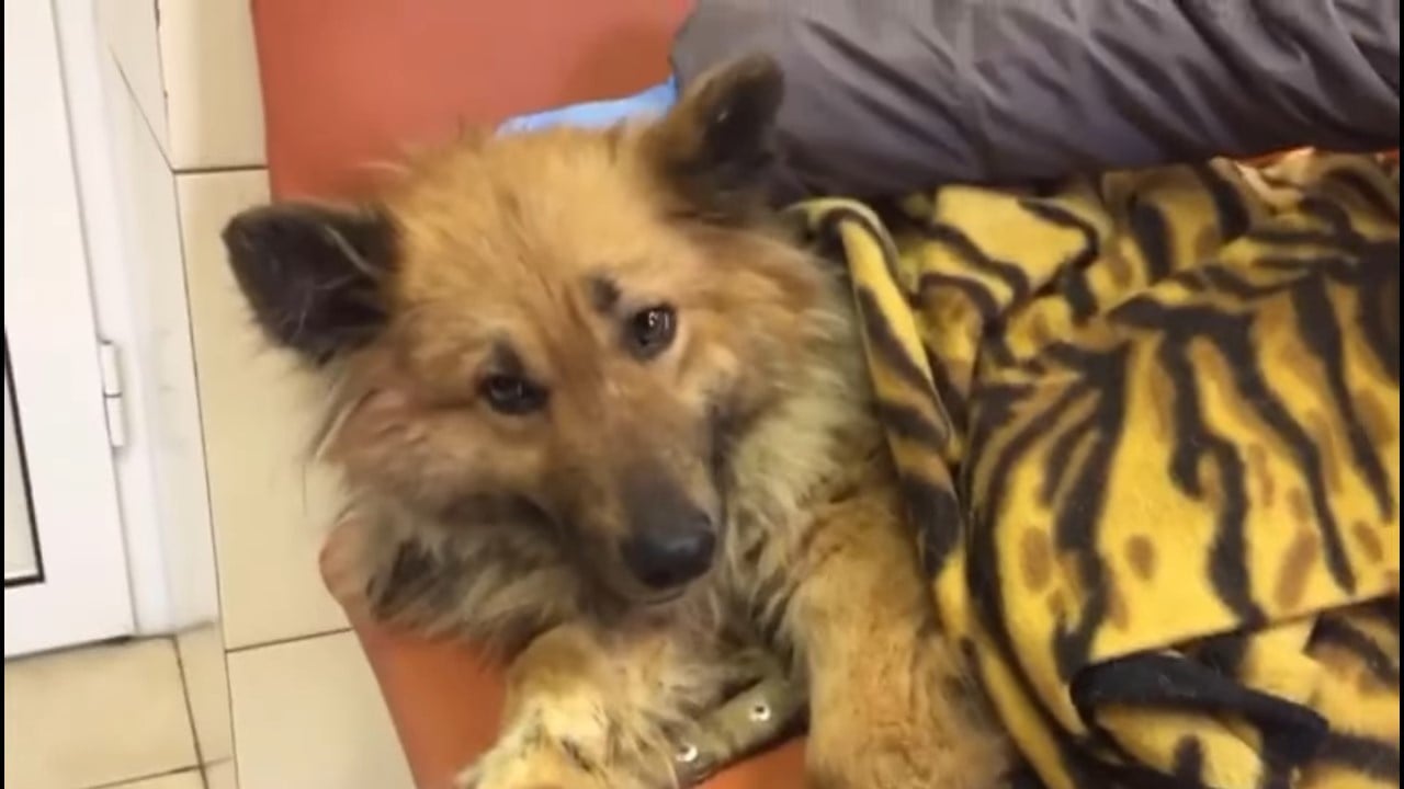 dog lying under the blankets