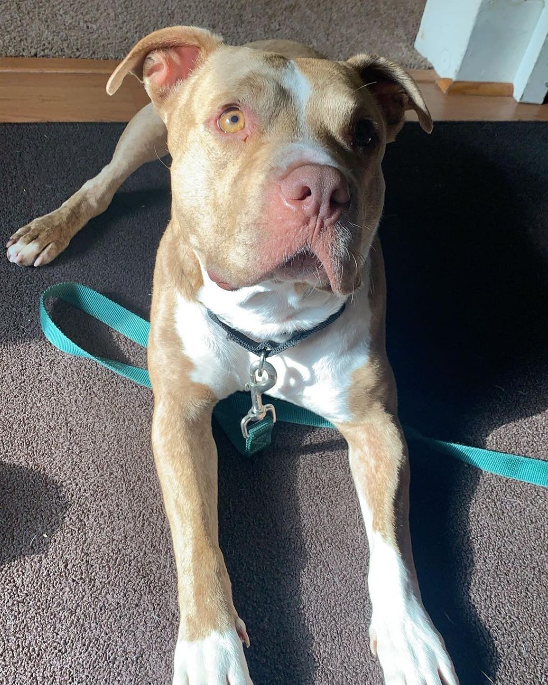 dog lying with harness