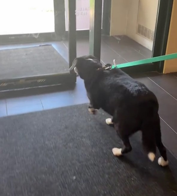 dog on leash walking