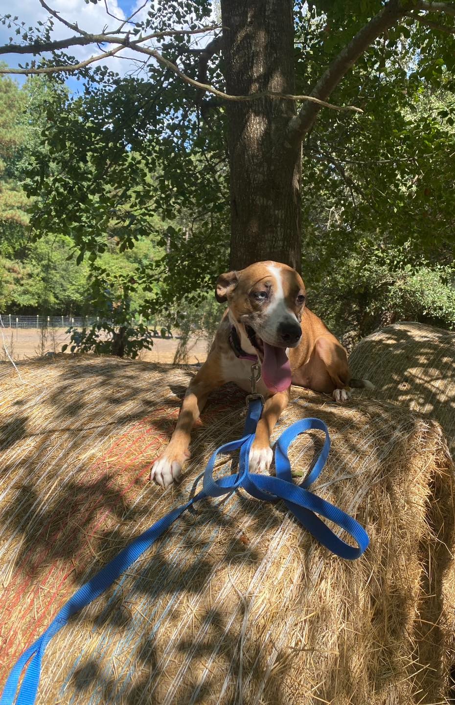 dog on the hay