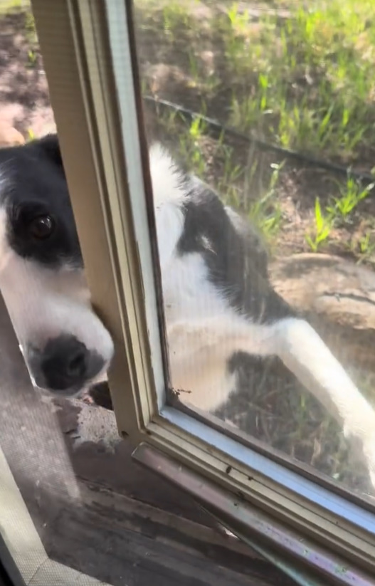 dog peeking behind the door