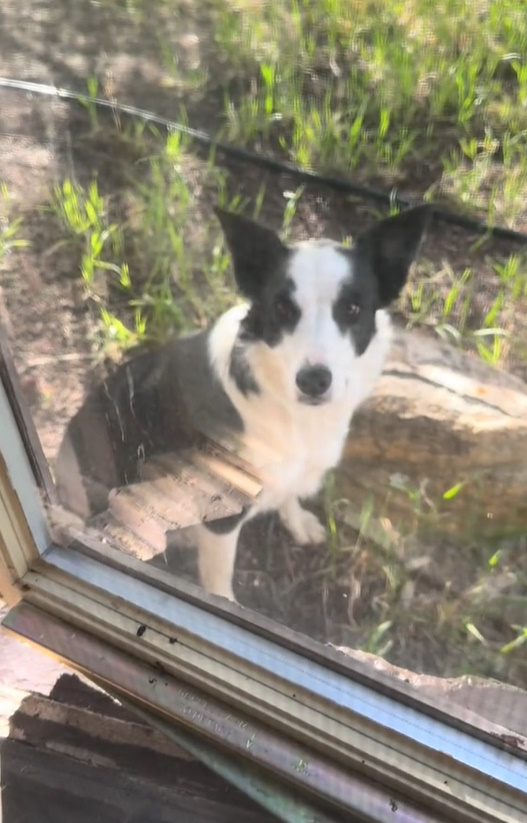 dog sitting behind the door