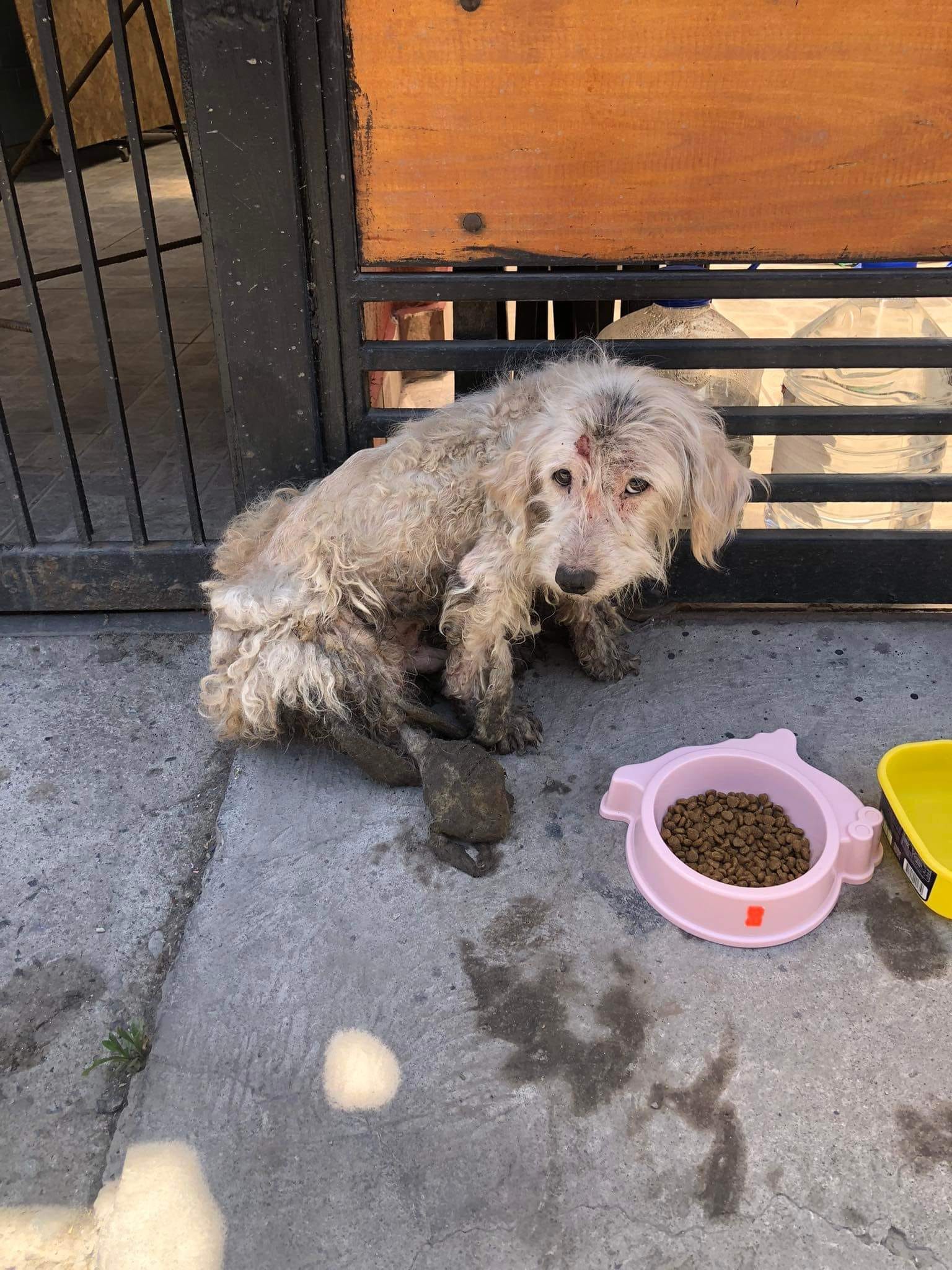 dog sitting by bowl of food