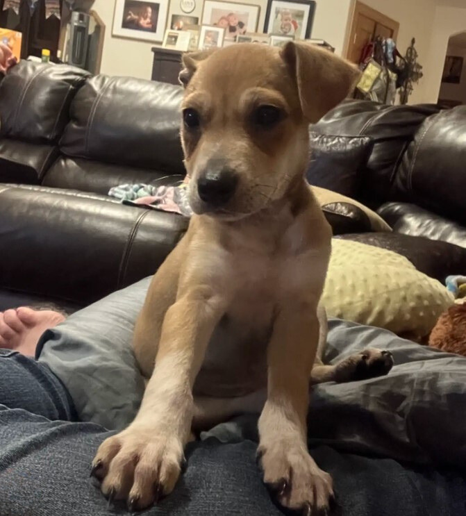 dog sitting on couch