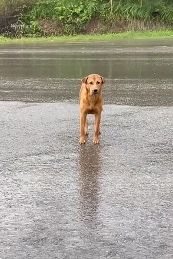 dog standing on rain