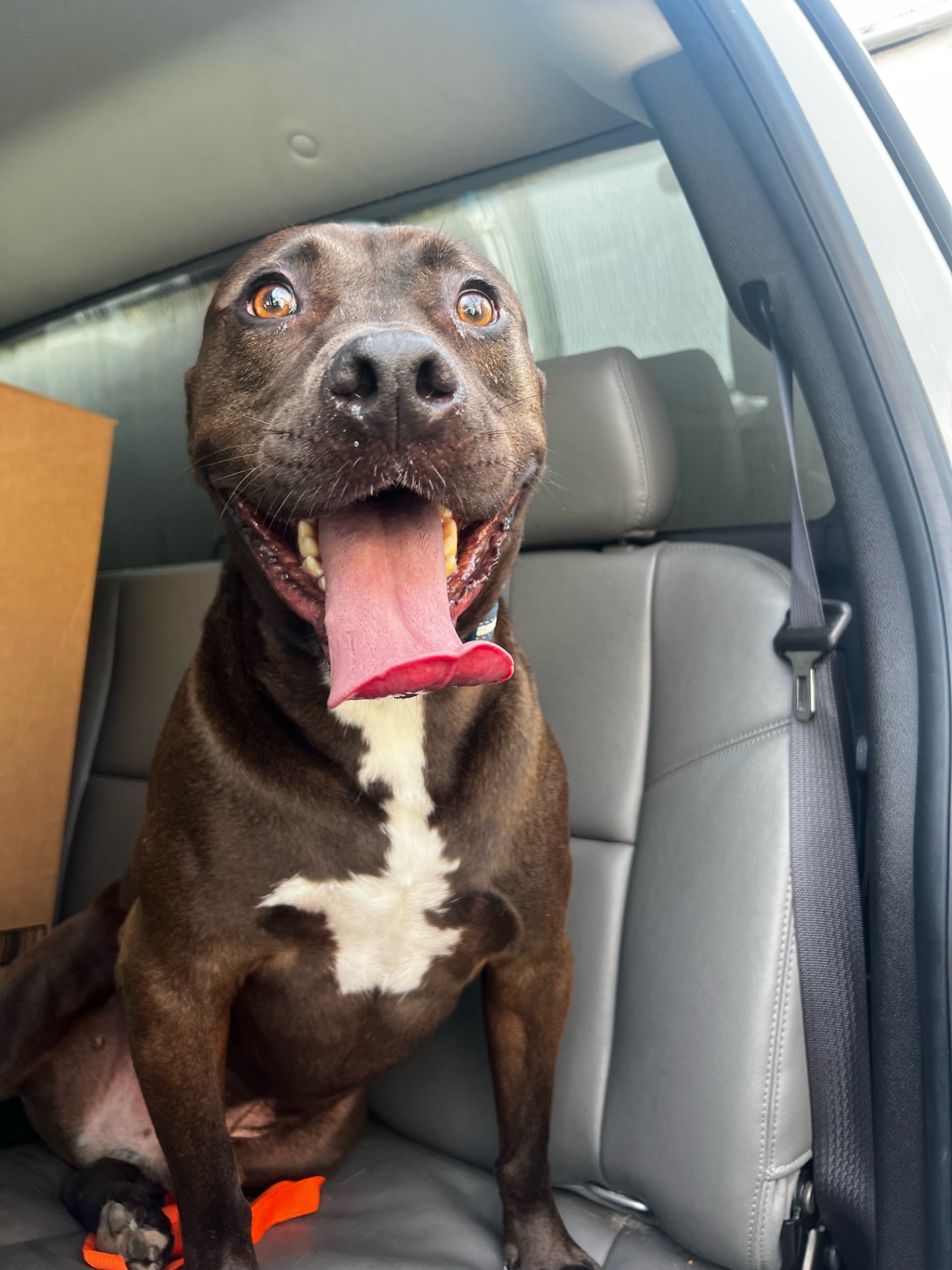 dog sticking its tongue out