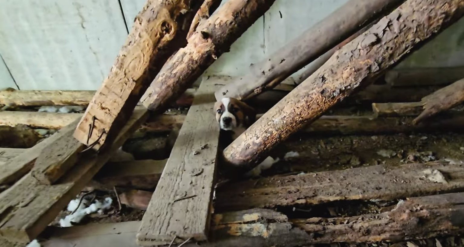 dog stuck in the rubble