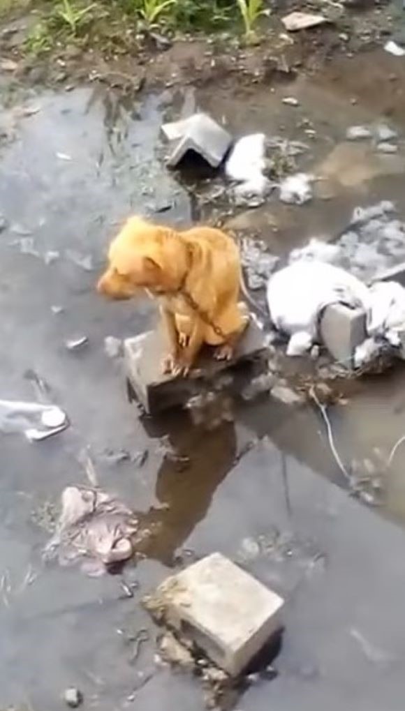 dog tied in a water