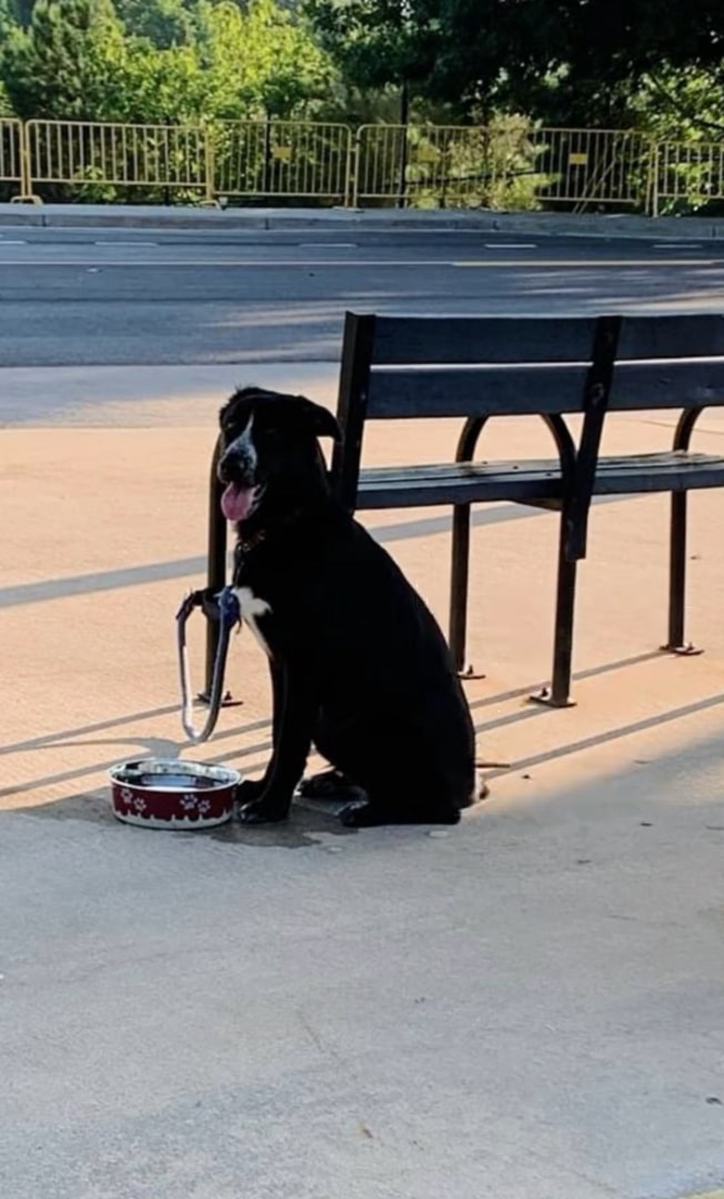 dog tied to a bench