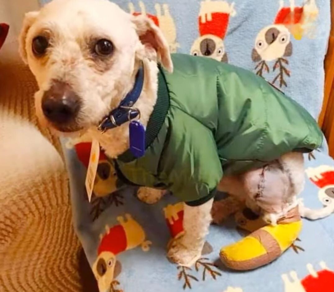 dog wearing a jacket