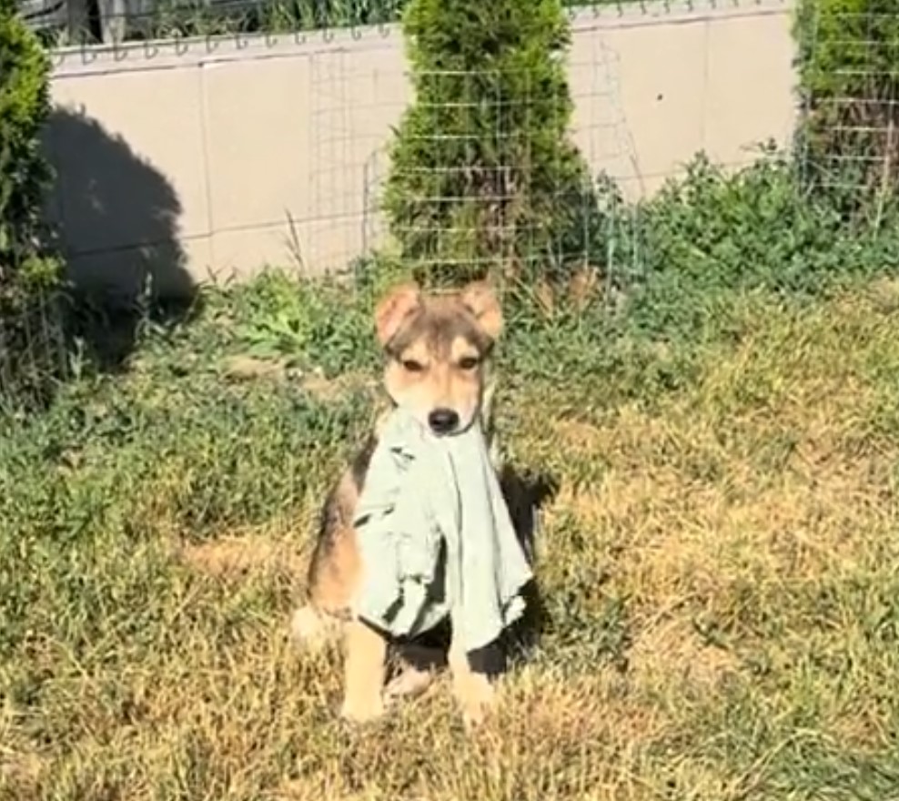 dog with cloth in mouth