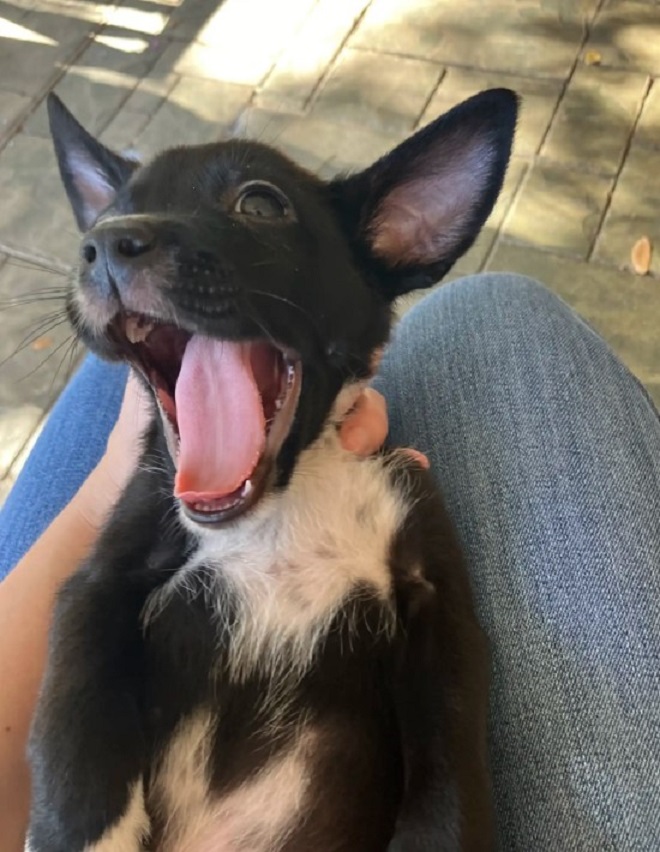 dog yawning