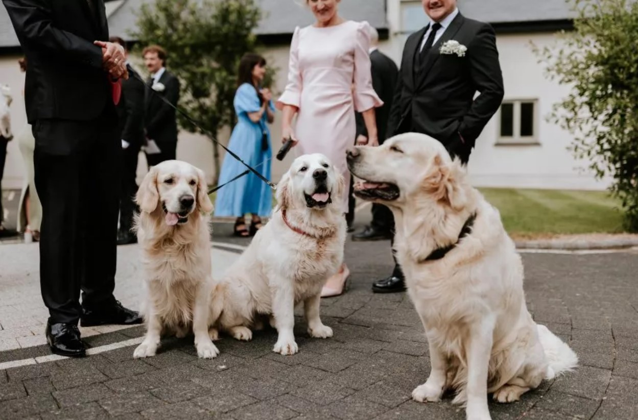 dogs at the wedding