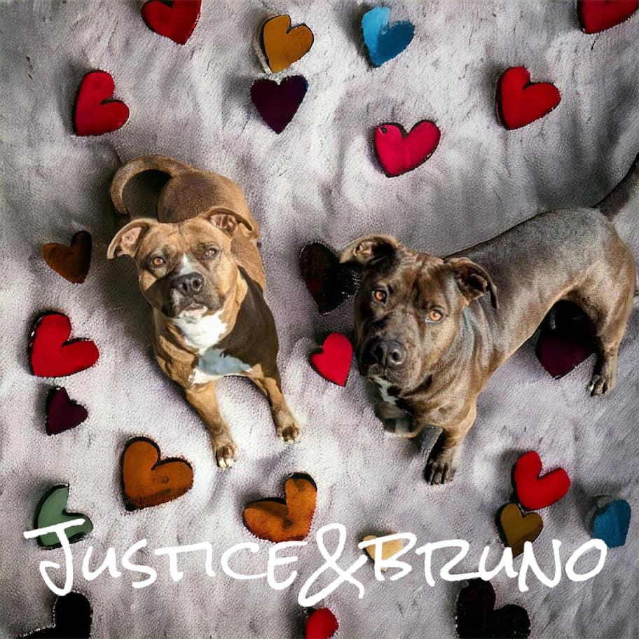 dogs named bruno and justice