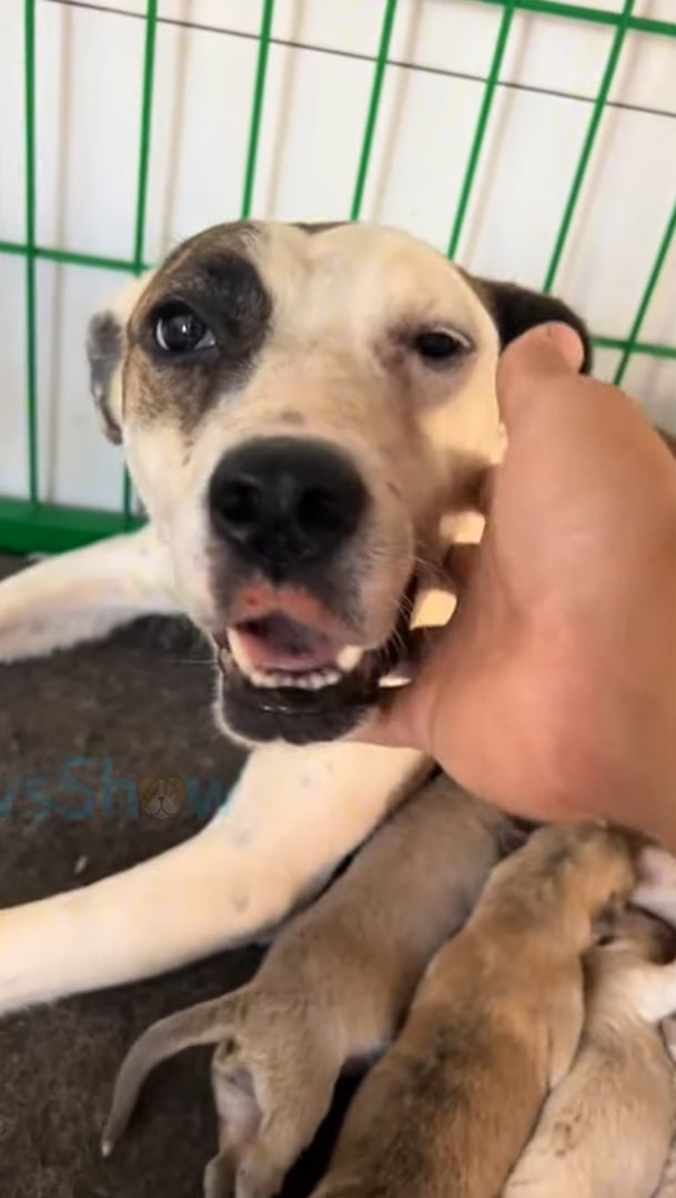 exhausted dog holding head in human hand